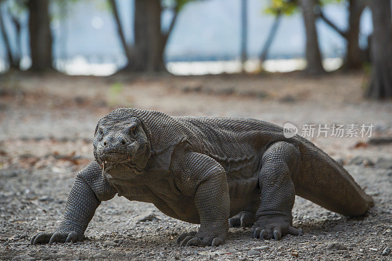 野生动物拍摄的科莫多龙(Varanus komodoensis)